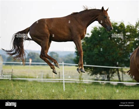 Bavarian Warmblood German Warmblood Equus Przewalskii F Caballus