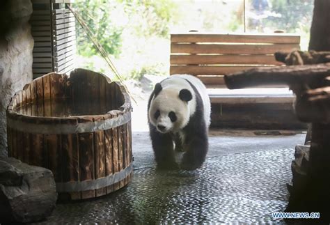 Zoo Berlin Getting Ready To Welcome Newborn Panda Cubs Xinhua