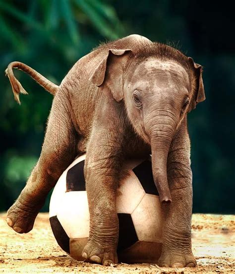 Animals With Soccer Balls Is Adoracute Baby Elephant Ii