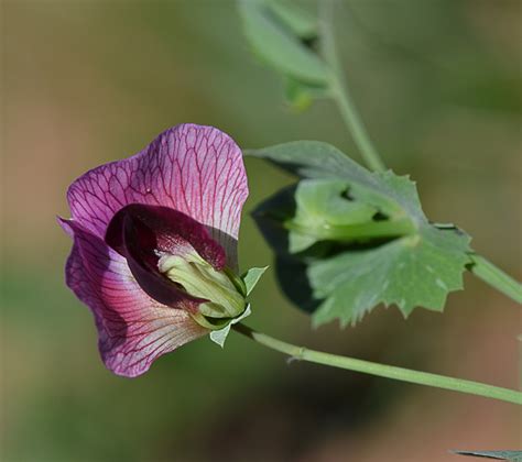 Pisum Sativum Subsp Elatius Plant Biodiversity Of South Western Morocco
