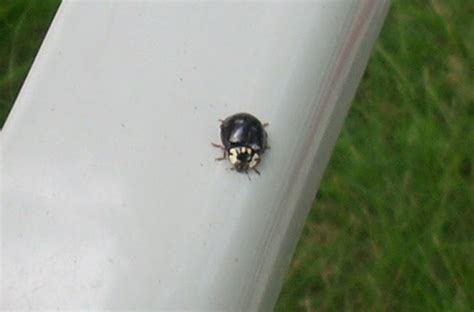 Subrosa Rosamundi Black Ladybug With No Spots