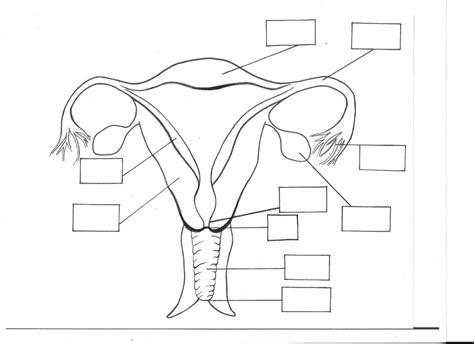 The Female Reproductive System Diagram Quizlet