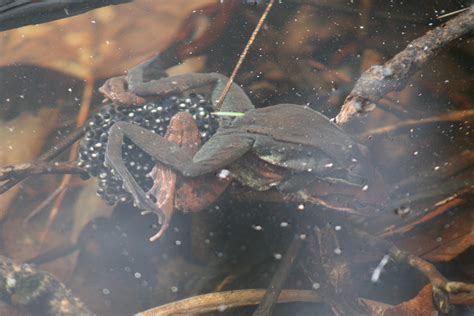 The Wood Frogs Have Emerged Official Website Of Arlington County