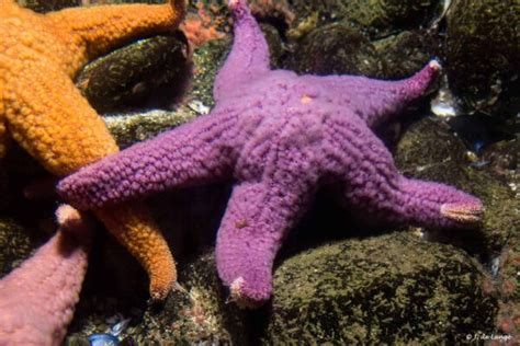 Pisaster Ochraceus Purple Sea Star Aquainfo