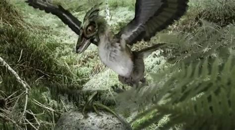 Archaeopteryx On Vimeo
