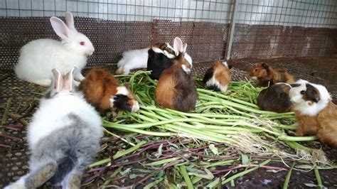Baby Rabbits Eating Vegetable Bunny Goes Crazy For Kale