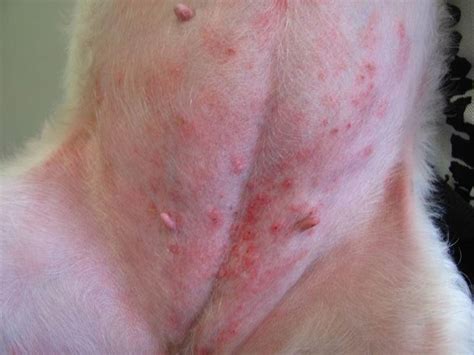 Dermatite Nel Cane Cause Sintomi E Cure Komepetfood Sexiezpix Web Porn