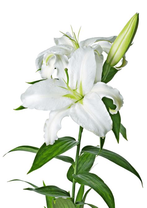 Lily Png Image Free Psd Templates Png Vectors Wowjohn