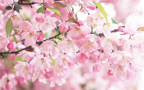 Cherry Blossom Background Wallpapersafari