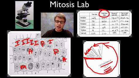 Ap Biology Lab 3 Mitosis And Meiosis Youtube