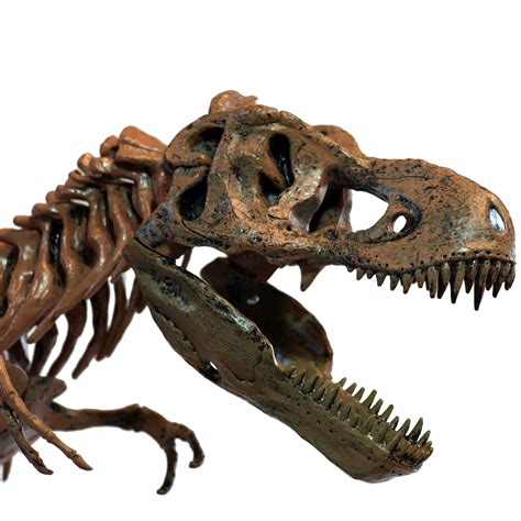 Edu Toys T Rex Skeleton 36 Scale Replica Model Assemble And Display