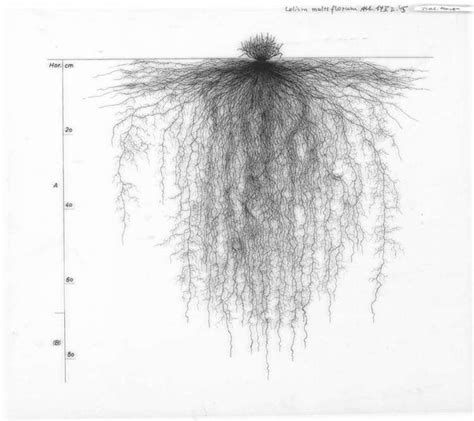 Vintage Plant Drawings Explore The Unseen Beauty Of Complex Tree Root