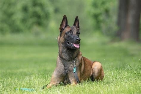 Belgian Malinois Breed Guide Info Pictures Care And More Pet Keen
