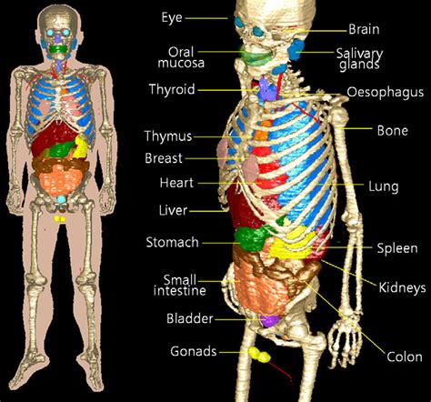 Human Body Diagram Left Side Kroppens Organer Bodenowasude