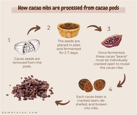 50 Unbelievable Benefits Of Cacao Nibs Ultimate Guide 2023