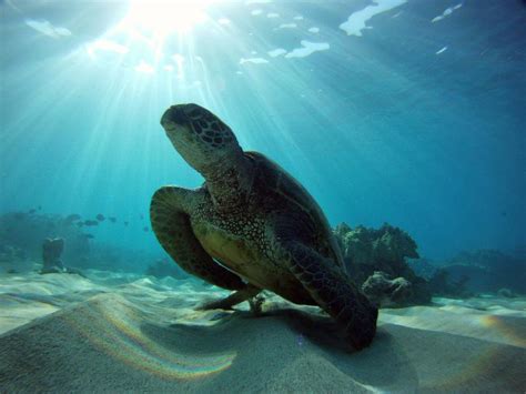 Sea Turtle Week 2021 Noaa Fisheries