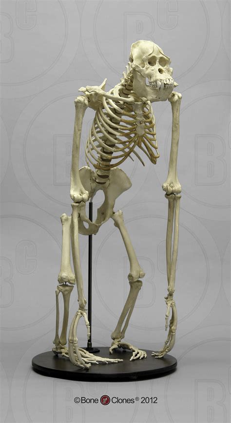 Articulated Orangutan Skeleton Bone Clones Inc Osteological