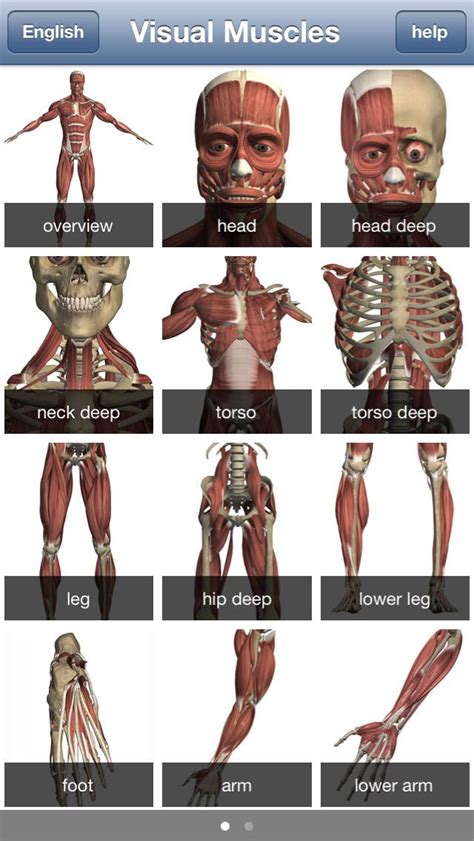 All Human Body Muscles Names Muscles Of The Pectoral Girdle And Upper