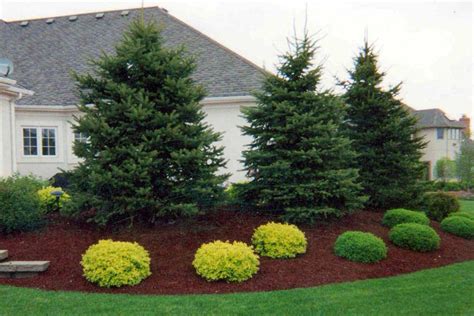 Evergreen Landscaping Evergreen Types Of Trees White Landscaping Ideas