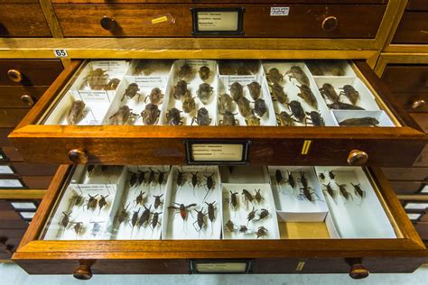 Australian Museum Entomology Collection The Australian Museum