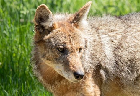 What Are The 19 Subspecies Of Coyote