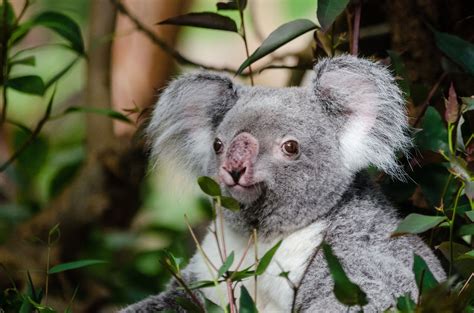 Koala Bear Free Stock Photo Public Domain Pictures
