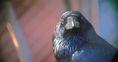 Corvus Corax Clarionensis Large Common Raven Stock Footage Sbv