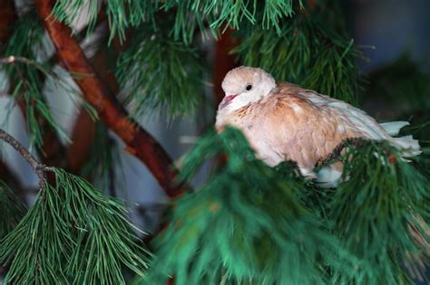 Premium Photo A White Feathered Bird Sits On A Spruce Branch Copy Space