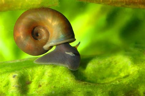 This is largely due to how the snails or snail eggs hitch rides into tanks. Snails In My Tropical Aquarium - 1000+ Aquarium Ideas