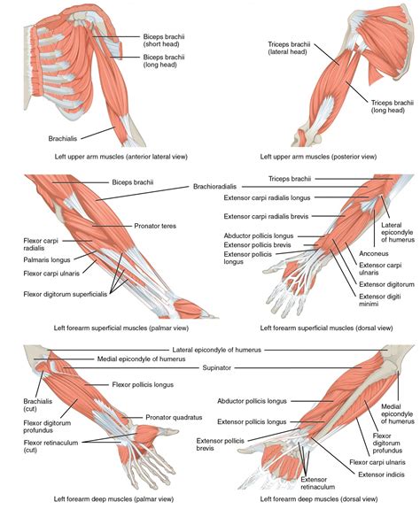 Arm Muscle Diagram Anterior Muscles Of The Upper Limb Front Or