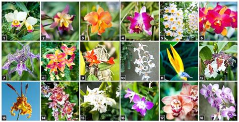 We did not find results for: Como cultivar orquídeas as melhores dicas e conselhos ...