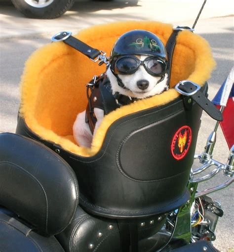 Great Combo A Chihuahua And A Harley Biker Dog Dog Carrier Pet