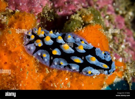 Blue Nudibranch Phyllidia Picta Misool Hi Res Stock Photography And