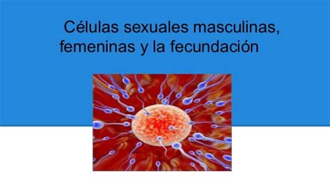 Fecundacióncélulas Sexuales Masculinas Y Femeninas
