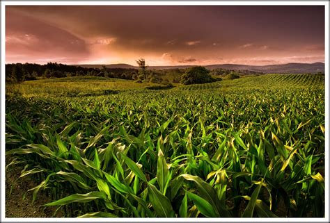 Corn Field Forever Field Corn Country Farm