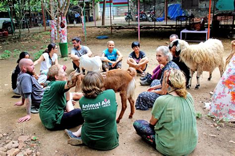 Volunteer Volunteer To Help Animals In Udaipur Animal Aid Unlimited