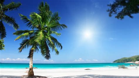 Palm Tree Sunny Beach Seashore Clear Sky Hdr Ultrahd Black White Hd 4k Wallpaper