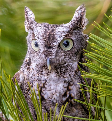 Eastern Screech Owl Photo Gallery Be Your Own Birder