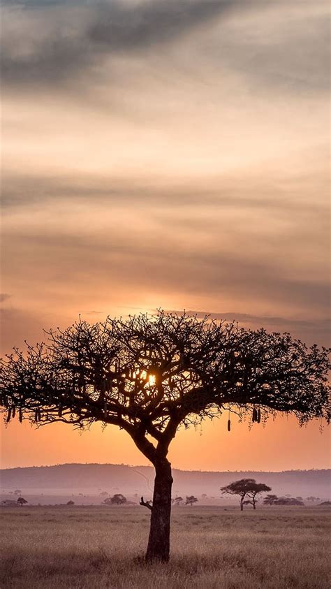 Sunset In Serengeti Tanzania 5203 X Iphone 8 Wallpapers Free Download