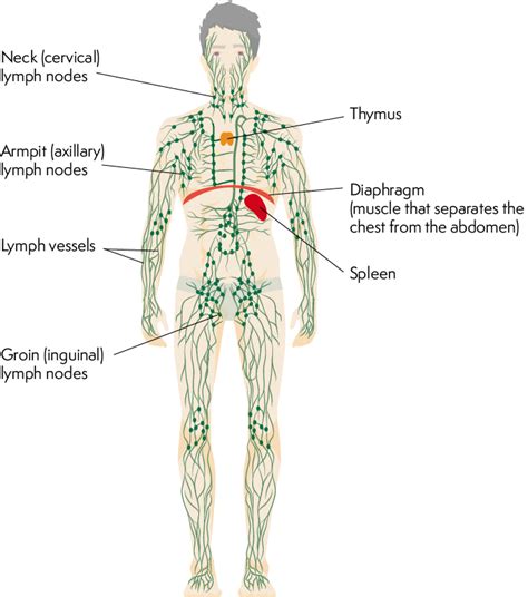 Inguinal Lymph Nodes Anatomy Anatomy Drawing Diagram