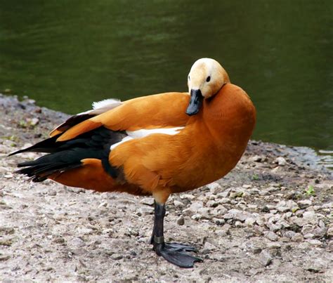 Ruddy Shelduck Birds Pictures