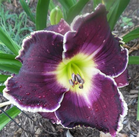 Charlottesville Daylily Club Midnight Castle