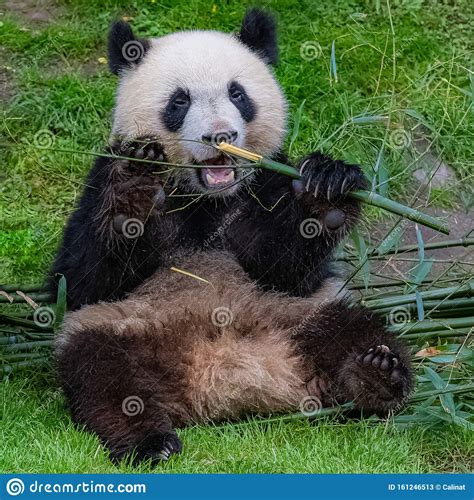 Giant Panda Bear Panda Stock Image Image Of Protection 161246513