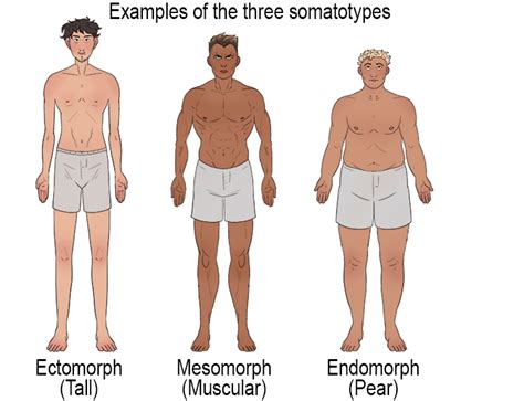 Somatotype Mammoth Memory Definition Remember Meaning