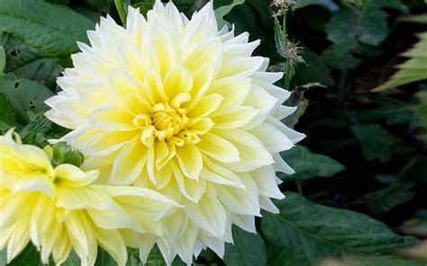 Dahlia Flowers White And Yellow Hd Wallpaper High Definition 1080p 4k