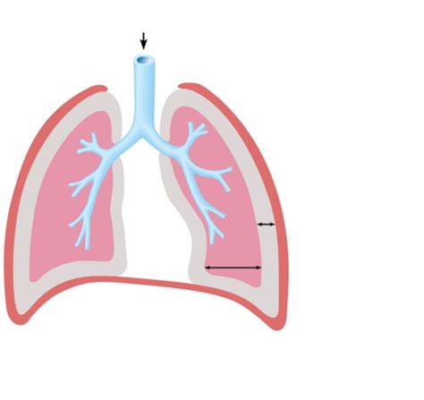 Respiratory Physiology Part 2 Flashcards Quizlet