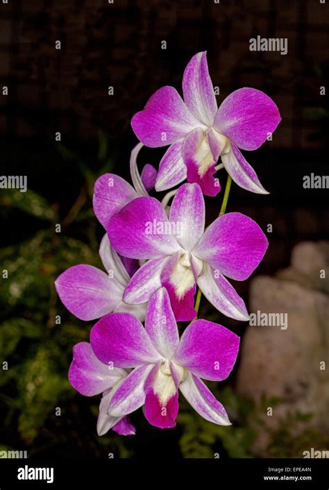 Cluster Of Spectacular Vivid Pink Magenta And White Orchid Flowers Of