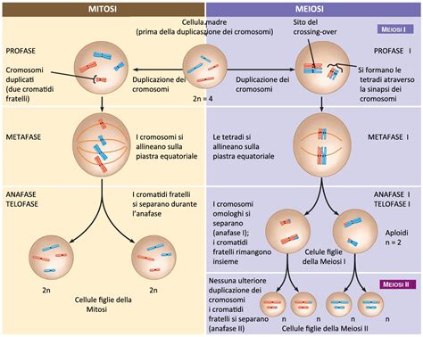 Explora Book Mitosi E Meiosi