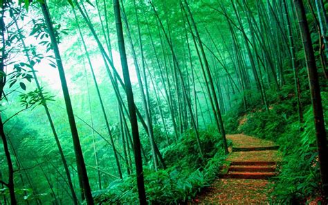 Bamboo Wallpapers Collections Most Beautiful Places In The World Download Free Wallpapers