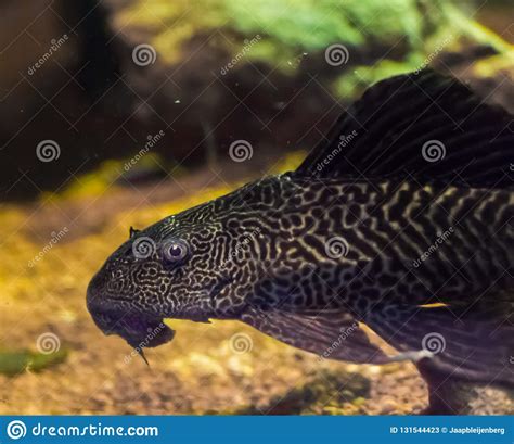 Bottom Dweller Suckermouth Tiger Catfish Also Known As Common Pleco A